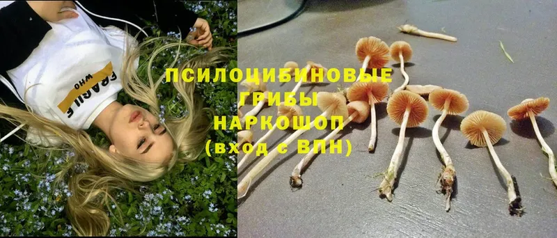 дарнет шоп  Ладушкин  Псилоцибиновые грибы Cubensis 